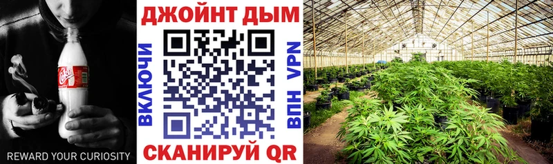 Шишки марихуана сатива цена Суровикино